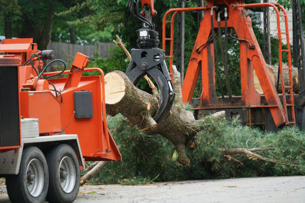 Professional Tree Removal in Lillington, NC